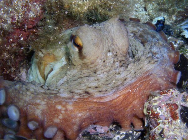 Poulpe  Octopus vulgaris